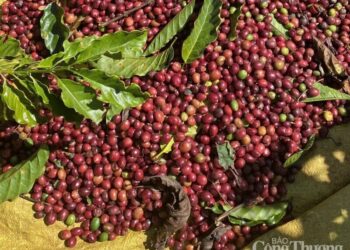 Tuy nhiên, ở chiều ngược lại, một số yếu tố vẫn tạo sức hỗ trợ nhất định cho giá cà phê thế giới trong trung hạn. Tồn kho cà phê Arabica được chứng nhận trên sàn ICE US (New York) hiện chỉ ở mức 550.000 bao năm 2026, thấp hơn đáng kể so với các năm trước (1,8 triệu bao năm 2021; 1,2 triệu bao năm 2022 và 800.000 bao năm 2023). Đặc biệt, nguồn cung từ Brazil chỉ chiếm 4,5% tổng tồn kho, trong khi phần lớn đến từ Trung Mỹ (Honduras 24%, Mexico 14%). Điều này cho thấy nguồn cung chất lượng cao vẫn đang thắt chặt, khiến thị trường vẫn nhạy cảm với bất kỳ biến động thời tiết nào tại Brazil. Ngoài ra, bất ổn địa chính trị tại Trung Đông và nhu cầu tiêu thụ ổn định tại các nước nhập khẩu lớn cũng phần nào kìm hãm đà giảm.