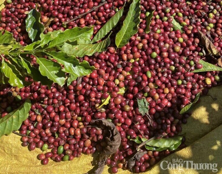 Tuy nhiên, ở chiều ngược lại, một số yếu tố vẫn tạo sức hỗ trợ nhất định cho giá cà phê thế giới trong trung hạn. Tồn kho cà phê Arabica được chứng nhận trên sàn ICE US (New York) hiện chỉ ở mức 550.000 bao năm 2026, thấp hơn đáng kể so với các năm trước (1,8 triệu bao năm 2021; 1,2 triệu bao năm 2022 và 800.000 bao năm 2023). Đặc biệt, nguồn cung từ Brazil chỉ chiếm 4,5% tổng tồn kho, trong khi phần lớn đến từ Trung Mỹ (Honduras 24%, Mexico 14%). Điều này cho thấy nguồn cung chất lượng cao vẫn đang thắt chặt, khiến thị trường vẫn nhạy cảm với bất kỳ biến động thời tiết nào tại Brazil. Ngoài ra, bất ổn địa chính trị tại Trung Đông và nhu cầu tiêu thụ ổn định tại các nước nhập khẩu lớn cũng phần nào kìm hãm đà giảm.