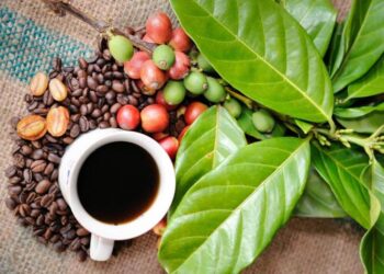 cà phê arabica Edutrade, cà phê robusta edu trade