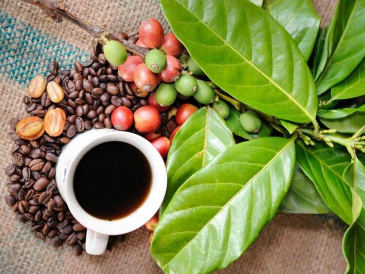 cà phê arabica Edutrade, cà phê robusta edu trade