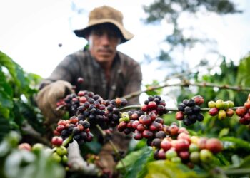 Theo ICO, đà suy giảm của chỉ số giá cà phê toàn cầu trong tháng vừa qua chủ yếu xuất phát từ diễn biến đi xuống của cà phê robusta. Cụ thể, giá robusta giảm 1,7% so với tháng trước, xuống còn 176,8 US cent/pound trong tháng 3. Trái lại, nhóm cà phê arabica ghi nhận xu hướng tăng, với arabica Colombia và arabica khác lần lượt tăng 2% và 4%, đạt mức trung bình 337,5 và 334,3 US cent/pound. Giá arabica Brazil cũng tăng 3,9%, lên 320,5 US cent/pound. Trên sàn giao dịch London, giá robusta ghi nhận mức giảm 2,5% xuống 161,9 US cent/pound, trong khi arabica trên sàn New York nhích tăng nhẹ 0,5% lên 290,2 US cent/pound. Do đó, mức chênh lệch giá giữa thị trường kỳ hạn London và New York nới rộng thêm 4,5% lên 128,3 US cent/pound trong tháng 3/2026. Tính đến cuối tháng 3, tồn kho cà phê robusta được chứng nhận tại London giảm 10,7% so với tháng 2, xuống còn 0,7 triệu bao. Ngược lại, tồn kho cà phê arabica được chứng nhận tại Mỹ tăng 17,7%, đạt hơn 0,6 triệu bao.