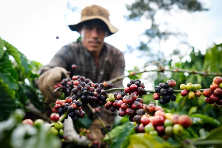 Theo ICO, đà suy giảm của chỉ số giá cà phê toàn cầu trong tháng vừa qua chủ yếu xuất phát từ diễn biến đi xuống của cà phê robusta. Cụ thể, giá robusta giảm 1,7% so với tháng trước, xuống còn 176,8 US cent/pound trong tháng 3. Trái lại, nhóm cà phê arabica ghi nhận xu hướng tăng, với arabica Colombia và arabica khác lần lượt tăng 2% và 4%, đạt mức trung bình 337,5 và 334,3 US cent/pound. Giá arabica Brazil cũng tăng 3,9%, lên 320,5 US cent/pound. Trên sàn giao dịch London, giá robusta ghi nhận mức giảm 2,5% xuống 161,9 US cent/pound, trong khi arabica trên sàn New York nhích tăng nhẹ 0,5% lên 290,2 US cent/pound. Do đó, mức chênh lệch giá giữa thị trường kỳ hạn London và New York nới rộng thêm 4,5% lên 128,3 US cent/pound trong tháng 3/2026. Tính đến cuối tháng 3, tồn kho cà phê robusta được chứng nhận tại London giảm 10,7% so với tháng 2, xuống còn 0,7 triệu bao. Ngược lại, tồn kho cà phê arabica được chứng nhận tại Mỹ tăng 17,7%, đạt hơn 0,6 triệu bao.