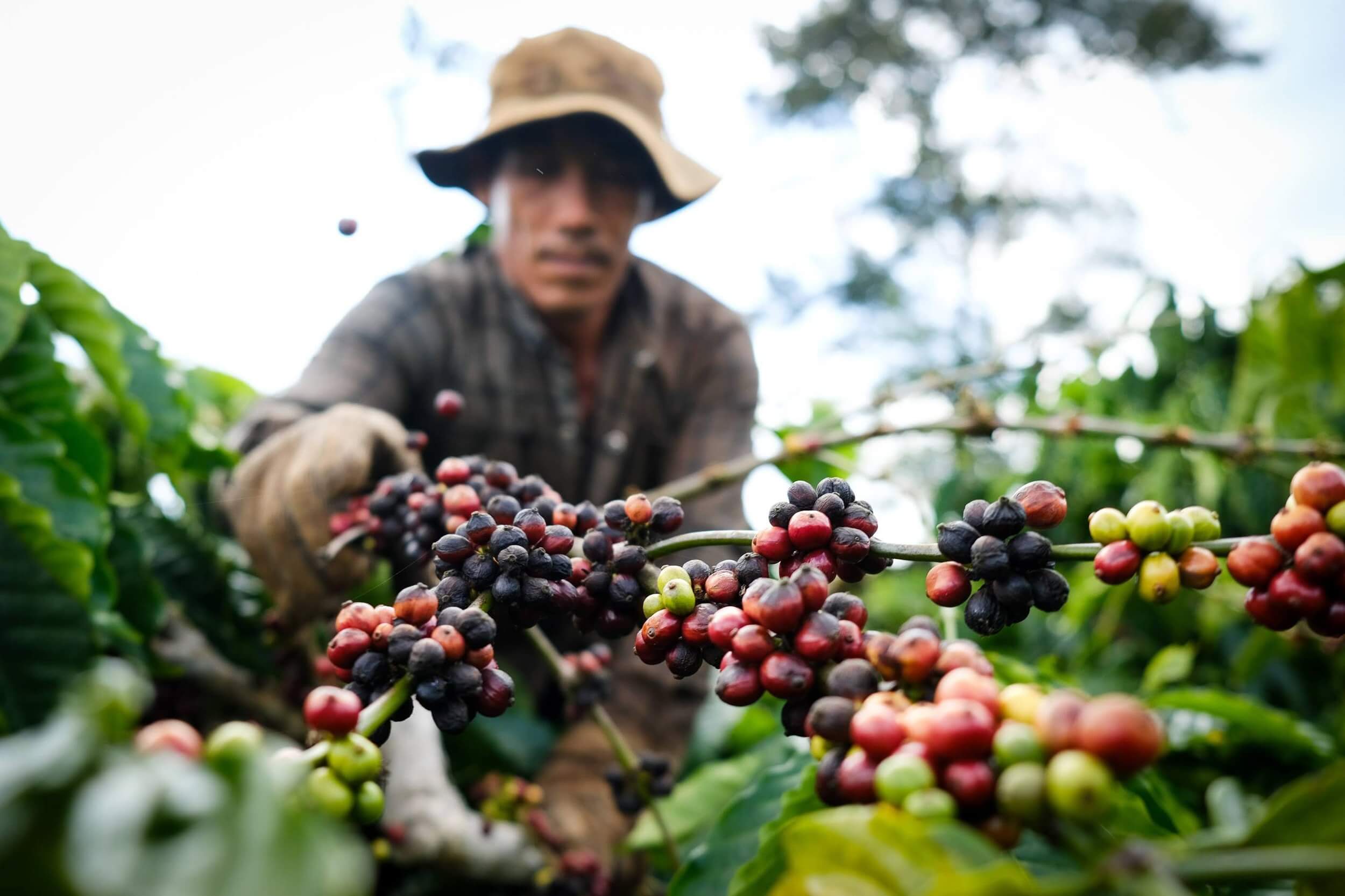 Theo ICO, đà suy giảm của chỉ số giá cà phê toàn cầu trong tháng vừa qua chủ yếu xuất phát từ diễn biến đi xuống của cà phê robusta. Cụ thể, giá robusta giảm 1,7% so với tháng trước, xuống còn 176,8 US cent/pound trong tháng 3. Trái lại, nhóm cà phê arabica ghi nhận xu hướng tăng, với arabica Colombia và arabica khác lần lượt tăng 2% và 4%, đạt mức trung bình 337,5 và 334,3 US cent/pound. Giá arabica Brazil cũng tăng 3,9%, lên 320,5 US cent/pound. Trên sàn giao dịch London, giá robusta ghi nhận mức giảm 2,5% xuống 161,9 US cent/pound, trong khi arabica trên sàn New York nhích tăng nhẹ 0,5% lên 290,2 US cent/pound. Do đó, mức chênh lệch giá giữa thị trường kỳ hạn London và New York nới rộng thêm 4,5% lên 128,3 US cent/pound trong tháng 3/2026. Tính đến cuối tháng 3, tồn kho cà phê robusta được chứng nhận tại London giảm 10,7% so với tháng 2, xuống còn 0,7 triệu bao. Ngược lại, tồn kho cà phê arabica được chứng nhận tại Mỹ tăng 17,7%, đạt hơn 0,6 triệu bao.