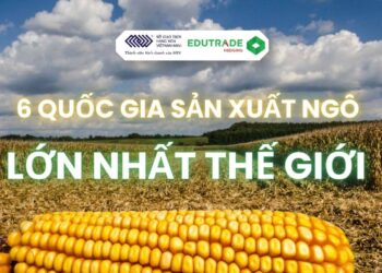 top 6 các quốc gia sản xuất ngô lớn nhất thế giới.
