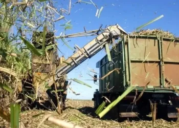 Bộ Nông nghiệp, Chăn nuôi và Thủy sản Uganda đã phát động một chiến dịch tuyên truyền khuyến khích nông dân chuyển từ trồng mía sang trồng cọ dầu. Sáng kiến ​​này là một phần của Dự án Cọ dầu Quốc gia 10 năm của chính phủ, được Quỹ Phát triển Nông nghiệp Quốc tế (IFAD) hỗ trợ .