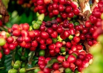 Giá cà phê bật tăng mạnh do căng thẳng tại Trung Đông leo thang, làm gián đoạn chuỗi cung ứng đẩy chi phí tăng trong khi nguồn cung toàn cầu tiếp tục thắt chặt.