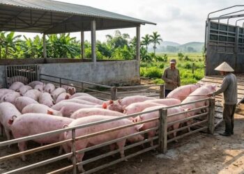 thịt heo hơi edutrade, giá heo công nghiệp, thịt heo edutrade