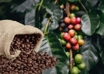 Cà phê Edutrade Nguyên liệu công nghiệp Hàng hóa phái sinh Edu Trade