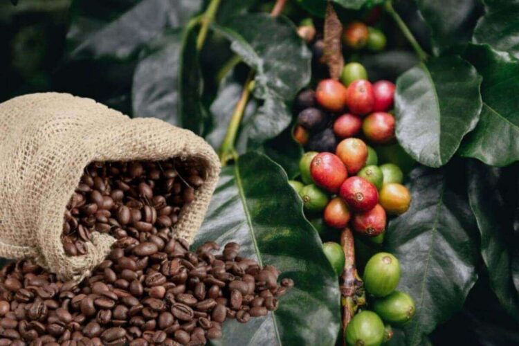 Cà phê Edutrade Nguyên liệu công nghiệp Hàng hóa phái sinh Edu Trade