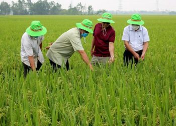 Bộ trưởng Trịnh Việt Hùng cho biết diện tích đất trồng lúa toàn quốc dự kiến giảm từ 3,568 triệu ha xuống 3,25 triệu ha, để dành quỹ đất cho các địa phương phát triển công nghiệp.