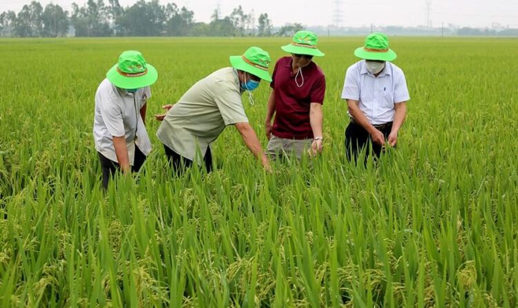 Bộ trưởng Trịnh Việt Hùng cho biết diện tích đất trồng lúa toàn quốc dự kiến giảm từ 3,568 triệu ha xuống 3,25 triệu ha, để dành quỹ đất cho các địa phương phát triển công nghiệp.