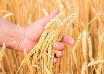 Tại Liên minh châu Âu, sản lượng lúa mì được dự báo sẽ giảm trong mùa vụ 2026/27 so với vụ thu hoạch kỷ lục năm trước. Theo ước tính của tùy viên Bộ Nông nghiệp Hoa Kỳ tại Madrid, tổng sản lượng thu hoạch có thể đạt khoảng 136,8 triệu tấn so với 145,1 triệu tấn trong mùa vụ 2025/26. Nguyên nhân chính dẫn đến sự suy giảm là do diện tích gieo trồng và năng suất giảm. Cụ thể, diện tích trồng lúa mì ước tính đạt 23,65 triệu ha so với 23,96 triệu ha một năm trước đó, và năng suất trung bình có thể giảm từ 6,06 tấn/ha xuống còn 5,78 tấn/ha. Đồng thời, các nhà phân tích không loại trừ khả năng sản lượng thu hoạch thực tế có thể cao hơn dự báo nếu thời tiết thuận lợi vào mùa xuân và đầu mùa hè. Đặc biệt, tại Pháp, tình trạng mùa màng được đánh giá là tốt hơn năm ngoái, không có thiệt hại đáng kể do các yếu tố thời tiết. Dự kiến ​​nhập khẩu lúa mì của EU sẽ tăng nhẹ lên 6,5 triệu tấn, trong khi xuất khẩu dự kiến ​​sẽ ổn định ở mức khoảng 32 triệu tấn. Các nước mua chính là Bắc Phi, Trung Đông và Anh. Mặc dù lượng tiêu thụ tăng lên 112,45 triệu tấn, dự trữ lúa mì cuối kỳ của EU dự kiến ​​sẽ giảm xuống còn 18,98 triệu tấn, cho thấy sự suy yếu phần nào của cán cân cung cầu sau vụ thu hoạch bội thu mùa trước.