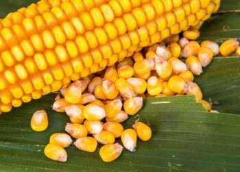 Lượng mưa giảm trong tháng 3 đã đẩy nhanh tiến độ thu hoạch đậu nành, hiện đã thu hoạch được 85,7%. Sản lượng đậu nành dự kiến ​​sẽ đạt mức kỷ lục 179,2 triệu tấn, với năng suất trung bình mùa này đạt mức cao kỷ lục 3.696 tấn/ha, mặc dù một số bang có năng suất thấp hơn năm ngoái.