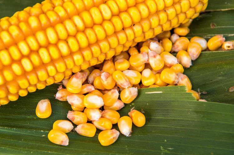 Lượng mưa giảm trong tháng 3 đã đẩy nhanh tiến độ thu hoạch đậu nành, hiện đã thu hoạch được 85,7%. Sản lượng đậu nành dự kiến ​​sẽ đạt mức kỷ lục 179,2 triệu tấn, với năng suất trung bình mùa này đạt mức cao kỷ lục 3.696 tấn/ha, mặc dù một số bang có năng suất thấp hơn năm ngoái.