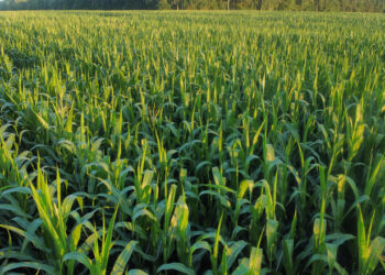 Theo dự báo của Bộ Nông nghiệp Hoa Kỳ (USDA), Brazil sẽ tăng sản lượng ngô trong niên vụ 2026/27 do ngành ngũ cốc và thức ăn chăn nuôi chuyển sang các loại cây trồng sinh lời hơn nhờ nhu cầu ethanol cao và lợi nhuận cao hơn so với gạo và lúa mì. Dự báo Brazil sẽ sản xuất tổng cộng 136 triệu tấn ngô trong mùa vụ 2026/27, tăng 1,5% so với con số 134 triệu tấn ước tính cho mùa vụ 2025/26. Diện tích gieo trồng dự kiến ​​sẽ tăng nhẹ so với năm trước, từ 22,8 triệu ha lên 23 triệu ha. Lượng tiêu thụ ngô ước tính đạt 96,3 triệu tấn (+0,5% so với năm trước). Theo Hiệp hội các nhà sản xuất ngô và lúa miến Brazil, khoảng 60% lượng ngô tiêu thụ trong nước được sử dụng làm thức ăn chăn nuôi, trong đó 32% dành cho gia cầm và 15% cho lợn. Các chuyên gia ước tính ngành này sẽ tiêu thụ khoảng 60 triệu tấn ngô, bao gồm cả chất thải chưng cất khô (DDG). Đồng thời, việc sử dụng ngô để sản xuất ethanol đang tăng lên hàng năm. Hiện tại, Brazil có 31 nhà máy sản xuất ethanol từ ngô đang hoạt động tại nhiều bang, với công suất sản xuất 12,93 tỷ lít mỗi năm. Khoảng 20 nhà máy khác đang được xây dựng. Brazil sản xuất khoảng 5 triệu tấn DDG mỗi năm. Dự báo xuất khẩu cho niên vụ 2026/27 là 42 triệu tấn, không thay đổi so với niên vụ trước. Mặc dù sản lượng cao hỗ trợ tiềm năng xuất khẩu, nhưng các thách thức về hậu cần đang hạn chế việc vận chuyển ngũ cốc và khiến việc duy trì xuất khẩu ngô ở mức cao trở nên khó khăn, các chuyên gia cho biết. “Tăng trưởng sản lượng nông nghiệp liên tục của Brazil không theo kịp tốc độ đầu tư vào cơ sở hạ tầng kho chứa. Kết quả là, quốc gia này đang phải đối mặt với sự mất cân bằng cơ cấu, ảnh hưởng trực tiếp đến an ninh lương thực, lợi nhuận của người sản xuất nông thôn, doanh thu nông nghiệp và chi phí hoạt động”, Bộ Nông nghiệp Hoa Kỳ (USDA) cho biết. Với gần 30 năm kinh nghiệm trong thị trường nông nghiệp, UkrAgroConsult đã tích lũy được một cơ sở dữ liệu rộng lớn, trở thành nền tảng của nền tảng AgriSupp . Đây là một nền tảng trực tuyến đa chức năng với thông tin thị trường về ngũ cốc và hạt có dầu, cho phép truy cập thông tin hoạt động hàng ngày về thị trường Biển Đen và sông Danube, các báo cáo phân tích và dữ liệu lịch sử.