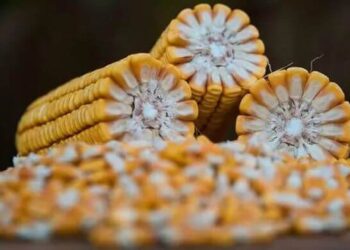 Cơ quan này cũng ghi nhận sự thay đổi trong cơ cấu các nhà cung cấp ngô cho Bangladesh. Trong quá khứ, Ấn Độ vẫn là nhà xuất khẩu chính nhờ lợi thế cạnh tranh về giá cả, hệ thống hậu cần tiên tiến và thời gian giao hàng ngắn. Tuy nhiên, kể từ năm 2024, tiềm năng xuất khẩu của Ấn Độ đã giảm đáng kể trong bối cảnh sản xuất nhiên liệu sinh học từ ngô tăng trưởng. Kết quả là, Brazil đã vươn lên vị trí dẫn đầu: tính đến tháng 2 năm tài chính 2025/26, nước này chiếm 78% nguồn cung, trong khi Ấn Độ và Hoa Kỳ mỗi nước chiếm 11%.