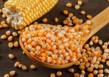 Việc nhu cầu ngô Ukraine từ Thổ Nhĩ Kỳ tăng cao đã phần nào kích thích nhu cầu từ phía người mua châu Âu, những người đang cố gắng mua các lô hàng cần thiết trước khi giá ngô ở Ukraine tăng.
