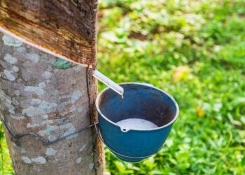 Cao su việt nam Edutrade