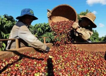 Dự báo cho thấy sản lượng toàn cầu trong năm 2026 có thể đạt mức kỷ lục 182,5 triệu bao (loại 60kg/bao), tăng từ mức mức 170,1 triệu bao của năm trước. Trong khi đó, tiêu thụ dự kiến sẽ tăng lên 172,5 triệu bao, phục hồi từ mức 168,3 triệu bao của năm 2025, nhưng vẫn thấp hơn mức 173,5 triệu bao của năm 2024. Với nguồn cung thặng dư 10 triệu bao, tồn kho toàn cầu dự kiến phục hồi lên hơn 48 triệu bao, sau bốn năm sụt giảm liên tiếp từ 2021 – 2024 và chỉ tăng nhẹ trong năm 2025. Mặc dù tình hình có vẻ khả quan hơn, thị trường vẫn chưa thể coi là được cung ứng đầy đủ. Quá trình phục hồi diễn ra từ mức nền thấp trong lịch sử, đồng thời vẫn tồn tại sự mất cân bằng giữa các khu vực, cùng với những bất ổn liên quan đến khí hậu, căng thẳng địa chính trị, chính sách thương mại và sự thay đổi của các quy định như EUDR (Quy định về sản phẩm không gây mất rừng của Liên minh châu Âu), vốn yêu cầu truy xuất nguồn gốc và chứng minh sản phẩm nhập khẩu không liên quan đến nạn phá rừng.