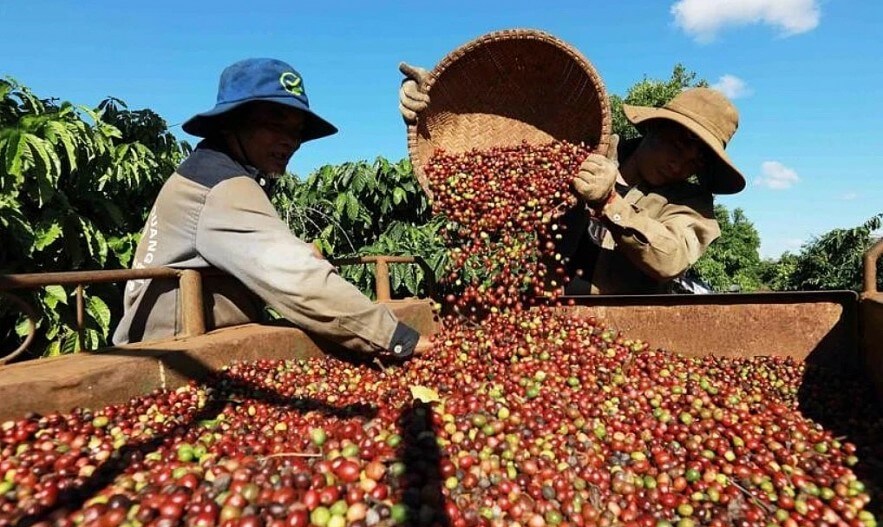 Dự báo cho thấy sản lượng toàn cầu trong năm 2026 có thể đạt mức kỷ lục 182,5 triệu bao (loại 60kg/bao), tăng từ mức mức 170,1 triệu bao của năm trước. Trong khi đó, tiêu thụ dự kiến sẽ tăng lên 172,5 triệu bao, phục hồi từ mức 168,3 triệu bao của năm 2025, nhưng vẫn thấp hơn mức 173,5 triệu bao của năm 2024. Với nguồn cung thặng dư 10 triệu bao, tồn kho toàn cầu dự kiến phục hồi lên hơn 48 triệu bao, sau bốn năm sụt giảm liên tiếp từ 2021 – 2024 và chỉ tăng nhẹ trong năm 2025. Mặc dù tình hình có vẻ khả quan hơn, thị trường vẫn chưa thể coi là được cung ứng đầy đủ. Quá trình phục hồi diễn ra từ mức nền thấp trong lịch sử, đồng thời vẫn tồn tại sự mất cân bằng giữa các khu vực, cùng với những bất ổn liên quan đến khí hậu, căng thẳng địa chính trị, chính sách thương mại và sự thay đổi của các quy định như EUDR (Quy định về sản phẩm không gây mất rừng của Liên minh châu Âu), vốn yêu cầu truy xuất nguồn gốc và chứng minh sản phẩm nhập khẩu không liên quan đến nạn phá rừng.