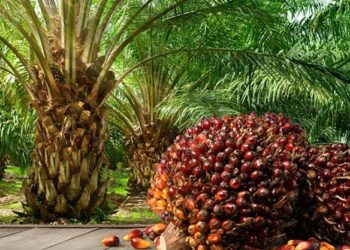 Năm 1848, các nhà thực vật học người Hà Lan đã trồng những cây cọ dầu non – một loại cây bản địa của các khu rừng ở Tây và Trung Phi – tại vườn thực vật Kebun Raya Bogor ở Java, thuộc Indonesia ngày nay. Gần hai thế kỷ sau, Indonesia và các nước láng giềng đã trở thành những nhà sản xuất dầu cọ lớn nhất thế giới, trong khi châu Phi buộc phải nhập khẩu khoảng một nửa lượng dầu cọ tiêu thụ. Vì chi phí nhập khẩu dầu cọ làm cạn kiệt dự trữ ngoại tệ, nhiều chính phủ châu Phi đang rất muốn thúc đẩy sản xuất trong nước. Nigeria thậm chí đã cấm nhập khẩu dầu cọ vào năm 2001, và mặc dù lệnh cấm này nhanh chóng bị bãi bỏ, các chính trị gia địa phương thường kêu gọi tái áp dụng để bảo vệ các nhà sản xuất trong nước. Tuy nhiên, sự bùng nổ kinh tế ở châu Á nhờ dầu cọ đã phải trả giá rất đắt: sản xuất dầu cọ là nguyên nhân chính gây ra nạn phá rừng. Indonesia đã mất 11% diện tích rừng từ năm 2001 đến năm 2019, trong đó khoảng một phần ba diện tích bị chiếm dụng bởi các đồn điền trồng cọ dầu. Nếu châu Phi không học hỏi từ những sai lầm của châu Á, những con khỉ đột và tinh tinh không nơi nương náu có thể trở thành biểu tượng của chiến dịch chống dầu cọ tiếp theo. Khoảng 70% dầu cọ ở châu Phi được trồng bởi các hộ nông dân nhỏ trên các mảnh đất có diện tích dưới 5 ha, thường sử dụng những cây cọ già, năng suất thấp. Năng suất điển hình chỉ khoảng 6 tấn/ha, so với hơn 20 tấn trên các đồn điền thương mại. Elikplim Agbitor, người đứng đầu khu vực châu Phi tại Tổ chức Bàn tròn về Dầu cọ Bền vững (RSPO), lưu ý rằng châu Phi là biên giới mới cho sự mở rộng sản xuất dầu cọ thương mại, vì diện tích đất trồng còn lại ở Malaysia và Indonesia rất ít. Đồng thời, nguy cơ phá rừng thấp hơn ở những khu vực có mật độ dân cư cao hơn ở Tây Phi. Florent Robert của Siat Group lưu ý rằng Ghana và Nigeria hầu như không còn rừng nguyên sinh nào, và hầu hết đất dành cho sản xuất hàng hóa đều bị suy thoái. Nhưng ở các khu vực khác, chẳng hạn như Cameroon và lưu vực sông Congo, nhu cầu về dầu mỏ địa phương có thể thúc đẩy việc chuyển đổi các khu rừng mưa nguyên sinh thành các đồn điền độc canh. Con đường bền vững nhất là tăng cường sản xuất trên diện tích đất đã được canh tác. Ví dụ điển hình là Ghana: Hiệp hội nông hộ nhỏ GSOPFA đạt năng suất 15 tấn/ha trước khi được chứng nhận RSPO, và sau khi áp dụng các biện pháp cải tiến, năng suất đạt 21 tấn/ha vào năm 2023. Nhờ chứng nhận, nông dân nhận được giá cao hơn, giúp tăng thu nhập và cải thiện sinh kế. Tuy nhiên, chi phí chứng nhận và kiểm toán RSPO quá cao đối với các hộ nông dân nhỏ lẻ. Các hợp tác xã thường cần sự hỗ trợ từ bên ngoài. Hiện nay, 18,4% lượng dầu cọ ở châu Phi được chứng nhận RSPO, nhưng phần lớn sản lượng này đến từ các nhà sản xuất công nghiệp lớn. Quỹ Hỗ trợ Hộ nông dân nhỏ của RSPO cung cấp hỗ trợ tài chính, nhưng cần phải làm nhiều hơn nữa để đảm bảo châu Phi có thể tăng sản lượng mặt hàng thiết yếu này mà không làm mất đi những vùng hoang dã rộng lớn cuối cùng. Hỗ trợ các hộ nông dân nhỏ là chìa khóa dẫn đến thành công.