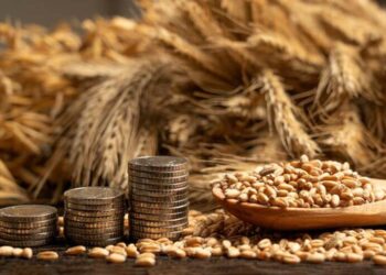 Nhu cầu về lúa mạch làm thức ăn chăn nuôi từ Ukraine vẫn ở mức khá thấp, và các nhà nhập khẩu đang lên kế hoạch tăng cường mua hàng khi họ sắp bắt đầu thu hoạch vụ mùa của mình. Trong niên vụ 2025/26 (tính đến ngày 17 tháng 4), Ukraine đã giảm xuất khẩu lúa mạch 58% so với năm trước, từ 2,25 triệu tấn xuống còn 1,42 triệu tấn. Do đó, đến cuối mùa vụ, nước này chỉ có thể xuất khẩu thêm khoảng 0,8-1 triệu tấn nữa, điều này sẽ vô cùng khó khăn do sự cạnh tranh ngày càng gay gắt với lúa mạch của châu Âu và Úc. Việc đóng cửa vùng Vịnh Ba Tư đã làm giảm xuất khẩu lúa mạch sang các thị trường truyền thống, và lúa mạch của Đức và Pháp đang cạnh tranh nhau ở Bắc Phi (tại Libya, Tunisia và Morocco). Thổ Nhĩ Kỳ dự kiến ​​sản lượng lúa mạch sẽ tăng từ 5,1 triệu tấn năm 2025 lên 7-8 triệu tấn năm 2026, do lượng mưa từ tháng 10 đến tháng 2 tăng 75% so với cùng kỳ năm ngoái, nên hầu hết các vụ lúa mạch đều trong tình trạng tốt hoặc rất tốt. Nếu năm 2025, trong bối cảnh sản lượng giảm, Thổ Nhĩ Kỳ buộc phải nhập khẩu gần 1,6 triệu tấn lúa mạch, thì đến năm 2026, lượng nhập khẩu sẽ giảm đáng kể. Giá xuất khẩu lúa mạch thức ăn chăn nuôi tại Ukraine vẫn ở mức 217-220 USD/tấn hoặc 10.800-10.900 UAH/tấn khi giao hàng đến các cảng Biển Đen, nhưng giá lúa mạch vụ mới chỉ ở mức 207-210 USD/tấn, vì vậy nông dân nên đẩy nhanh việc bán lúa mạch vụ cũ.