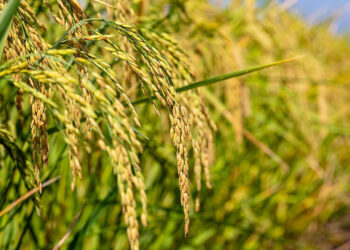 Tình trạng khan hiếm nước làm trầm trọng thêm triển vọng của ngành lúa gạo Thái Lan. Edu Trade Việt Nam