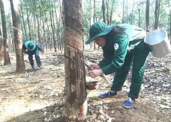 Khủng hoảng eo biển Hormuz gây cú sốc nguồn cung phân bón toàn cầu, thị trường nông sản đối mặt nhiều rủi ro