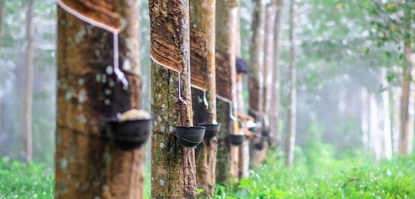 Giá cao su thế giới đồng loạt tăng khi nguồn cung tại các quốc gia Đông Nam Á đang đối mặt với điều kiện thời tiết bất lợi do mưa lớn và tác động của El Niño.
