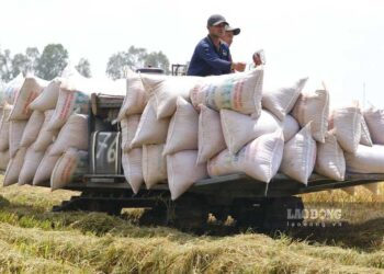 Brazil lập kỷ lục xay xát lúa mì năm 2025 nhờ nhu cầu tiêu thụ tăng mạnh