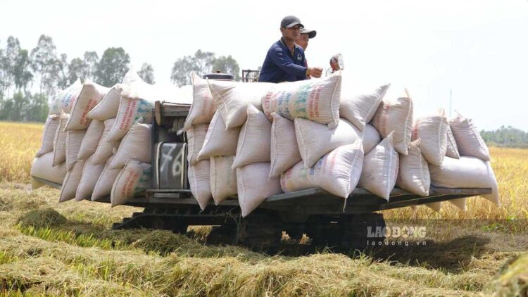 Brazil lập kỷ lục xay xát lúa mì năm 2025 nhờ nhu cầu tiêu thụ tăng mạnh
