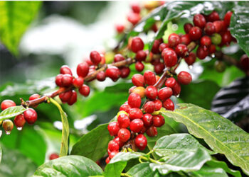 Giá cao su xuất khẩu của Việt Nam lập đỉnh mới, đà tăng sẽ tiếp tục duy trì?