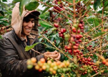 cà phê, giá cà phê, xuất khẩu cà phê, cà phê robusta, cà phê arabica, thị trường cà phê, nguyên liệu công nghiệp, Edu Trade, giá hàng hóa, giao dịch cà phê