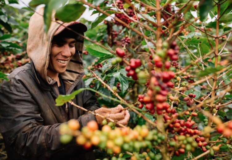 cà phê, giá cà phê, xuất khẩu cà phê, cà phê robusta, cà phê arabica, thị trường cà phê, nguyên liệu công nghiệp, Edu Trade, giá hàng hóa, giao dịch cà phê