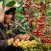 cà phê, giá cà phê, xuất khẩu cà phê, cà phê robusta, cà phê arabica, thị trường cà phê, nguyên liệu công nghiệp, Edu Trade, giá hàng hóa, giao dịch cà phê