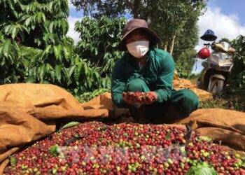 Giá cà phê nội địa tiếp tục tăng tuần thứ hai liên tiếp dù thị trường thế giới giảm sâu, trong khi giá lúa gạo trong nước nhìn chung ổn định.