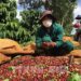 Giá cà phê nội địa tiếp tục tăng tuần thứ hai liên tiếp dù thị trường thế giới giảm sâu, trong khi giá lúa gạo trong nước nhìn chung ổn định.