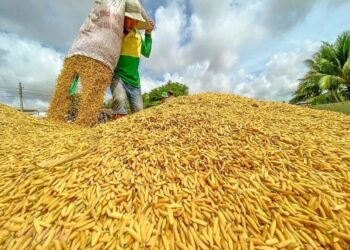 Khủng hoảng eo biển Hormuz gây cú sốc nguồn cung phân bón toàn cầu, thị trường nông sản đối mặt nhiều rủi ro