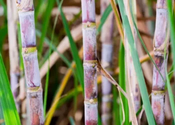 Dự trữ dầu mỏ toàn cầu sụt giảm với tốc độ kỷ lục
