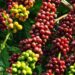 Giá nhiên liệu toàn cầu tăng mạnh vì cú sốc dầu mỏ, dầu WTI vượt 100 USD/thùng