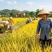 Giá lúa gạo hôm nay tại thị trường trong nước điều chỉnh giảm nhẹ 100 – 150 đồng/kg đối với gạo nguyên liệu. Theo Tổ chức Lương thực và Nông nghiệp Liên Hợp Quốc (FAO), chỉ số giá gạo toàn cầu đạt trung bình 102,1 điểm trong tháng 4, tăng 1,9% so với tháng trước nhưng giảm 2,7% so với cùng kỳ năm ngoái.
