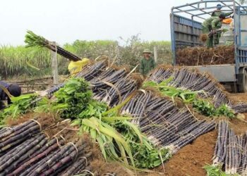 Brazil lập kỷ lục xay xát lúa mì năm 2025 nhờ nhu cầu tiêu thụ tăng mạnh