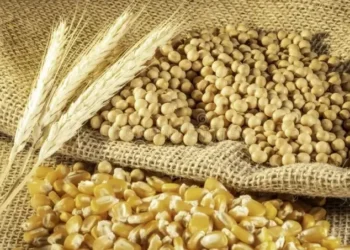4 tháng đầu năm, Việt Nam chi hơn 2,6 tỷ USD nhập ngô, lúa mì và đậu tương, tăng mạnh so với cùng kỳ do nhu cầu nguyên liệu cho chăn nuôi, chế biến thực phẩm đi lên.