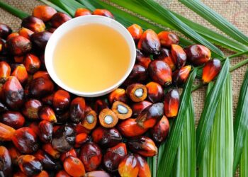 Theo các nhà phân tích tại Oil World (Đức), nhu cầu trong nước ngày càng tăng đối với nhiên liệu sinh học, các hạn chế xuất khẩu và dự báo năng suất hàng năm trên mỗi hecta sẽ làm giảm khả năng cạnh tranh của dầu cọ trên thị trường toàn cầu. Điều này cũng sẽ được giảm thiểu hơn nữa nhờ việc nối lại nguồn cung dầu đậu nành từ Argentina và nguồn cung dầu hướng dương từ Argentina, Nga, Bulgaria và Ukraine.