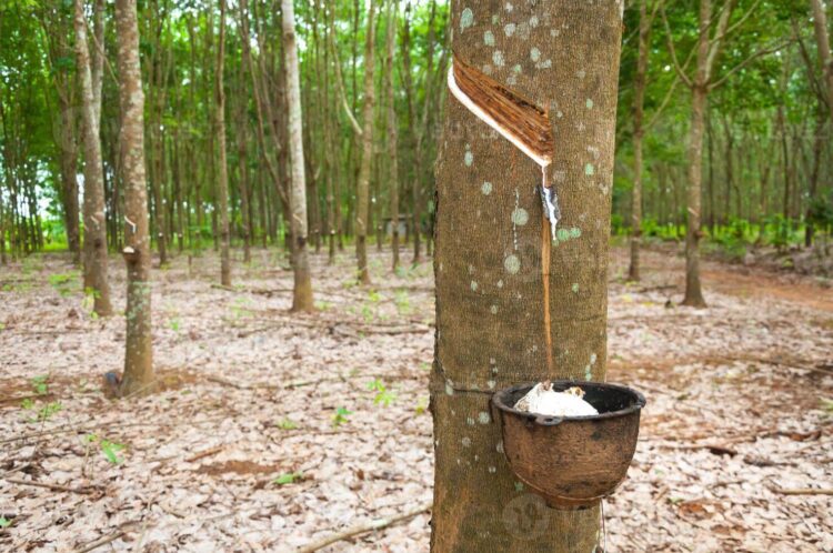 Giá lúa mì thế giới giảm khi nguồn cung phục hồi mạnh