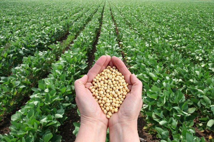 Việt Nam tiếp tục là nhà nhập khẩu gạo lớn thứ 2 thế giới