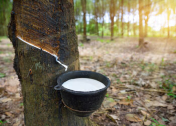 Lưu nháp tự động