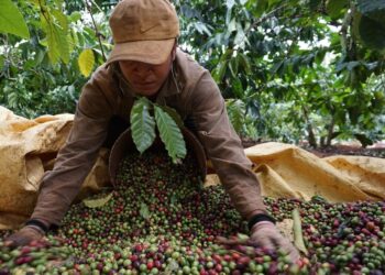 cà phê, cà phê robusta, giá cà phê, xuất khẩu cà phê, ICO, cà phê Việt Nam, thị trường cà phê, nguyên liệu công nghiệp, hàng hóa phái sinh, Edu Trade, giao dịch cà phê, nông sản thế giới