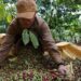 cà phê, cà phê robusta, giá cà phê, xuất khẩu cà phê, ICO, cà phê Việt Nam, thị trường cà phê, nguyên liệu công nghiệp, hàng hóa phái sinh, Edu Trade, giao dịch cà phê, nông sản thế giới