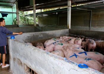 giá heo hơi, thịt heo nhập khẩu, nhập khẩu thịt heo, chăn nuôi heo, thị trường thịt heo, giá heo hơi hôm nay, thức ăn chăn nuôi, ngô, đậu tương, khô đậu tương, nông sản Việt Nam, thị trường chăn nuôi, hàng hóa phái sinh, Edu Trade, giá thịt heo Việt Nam.